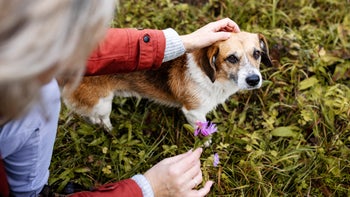Dog: woman petting dog in grass 1496122539