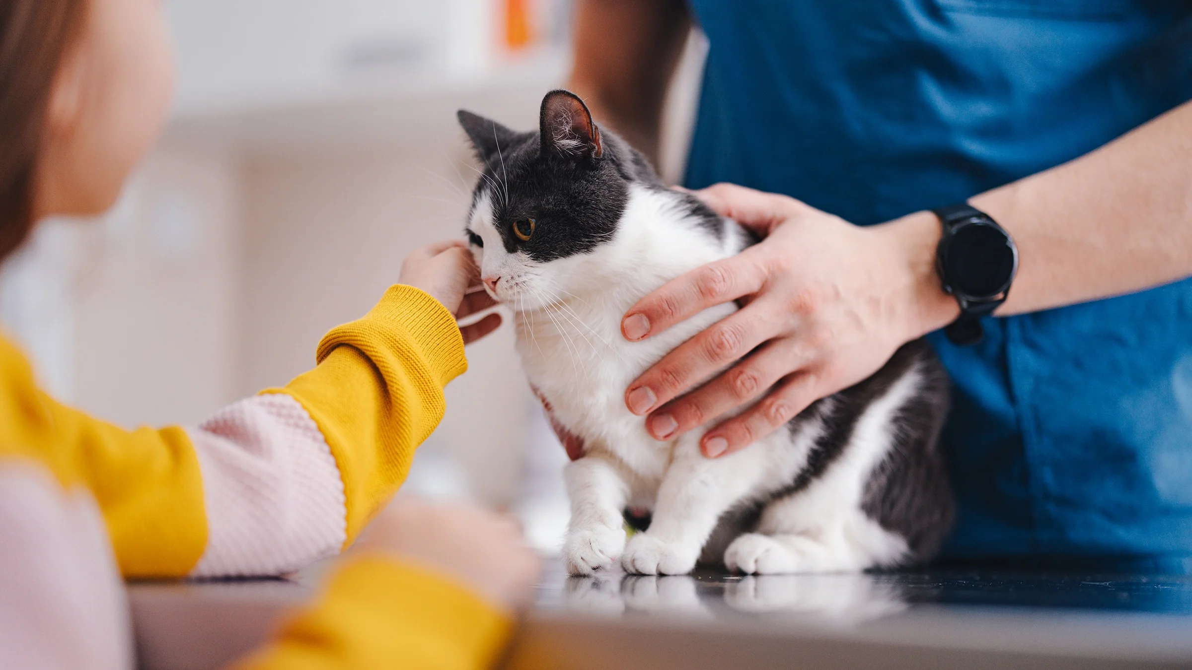 A gray and white cat is being examined at the vet's office.