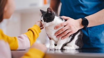 cat: cat being examined at vet 1490713580