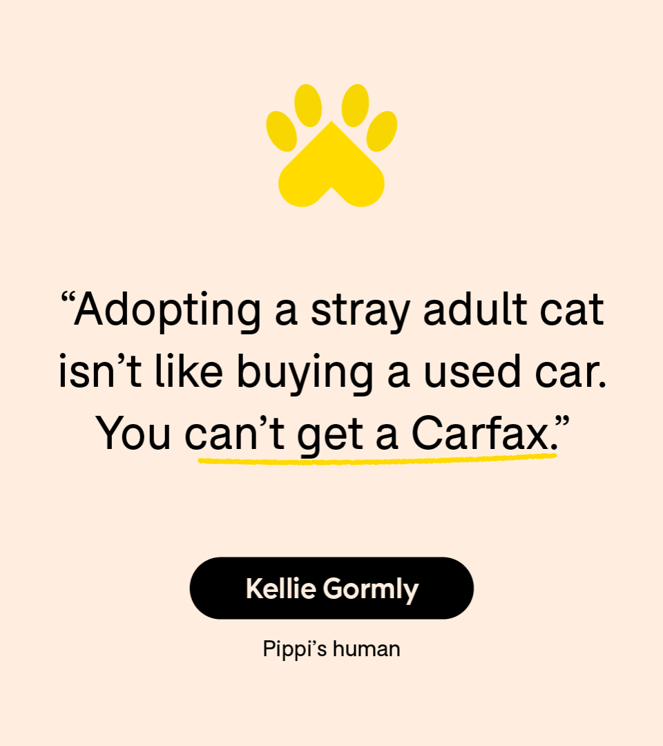 “Adopting a stray adult cat isn’t like buying a used car. You can’t get a Carfax.” — Kellie Gormly