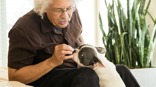 Galliprant for Dogs: A Medication for Arthritis Pain