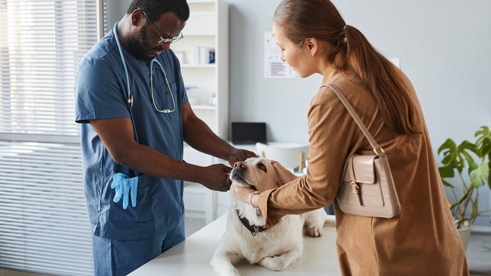 A veterinarian is examining a Labrador retriever.