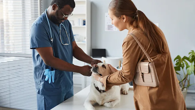 Albon for Dogs: An Antibiotic That Can Treat Coccidia Parasites and Bacterial Infections