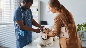 Dog: doctor examining labrador 1371820890