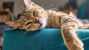 Cat: cat sleeping on blue sofa 1389264097