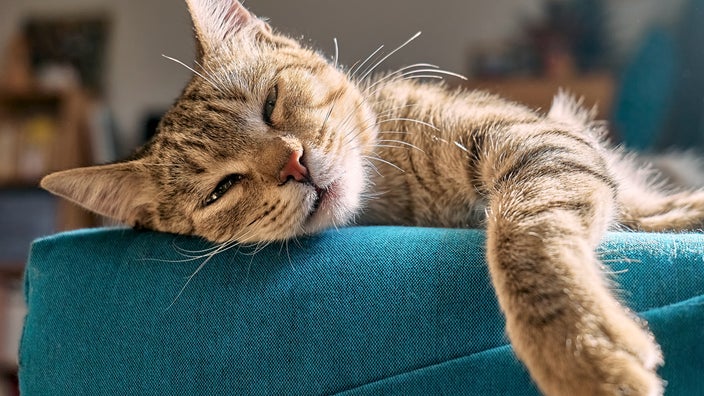 A cat sleeps on a blue sofa.