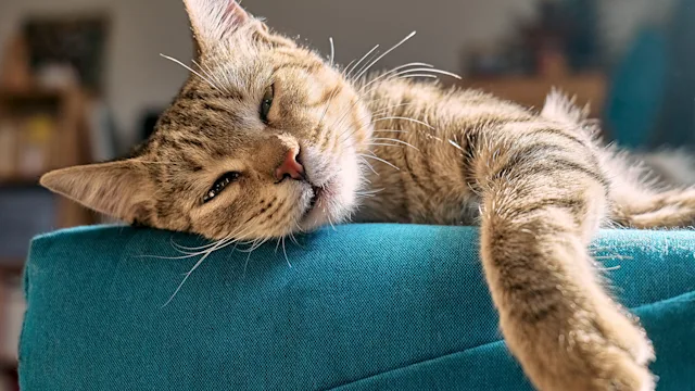 Cat: cat sleeping on blue sofa 1389264097