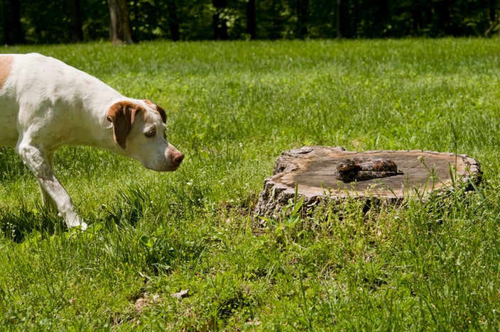 can a dog survive a rattlesnake bite