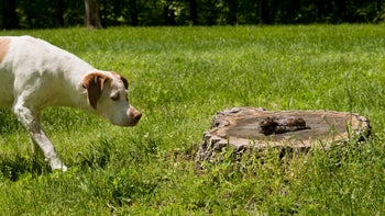 Health: Dog: GettyImages-172860424