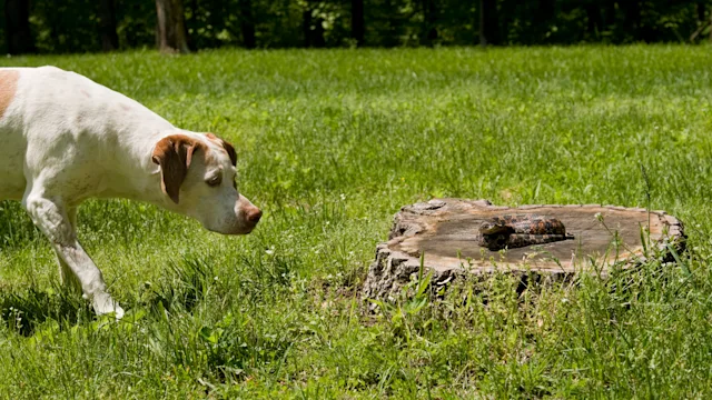 Health: Dog: GettyImages-172860424