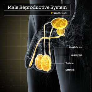 Why Do I Have a Testicular Lump and What Does It Mean)? - GoodRx