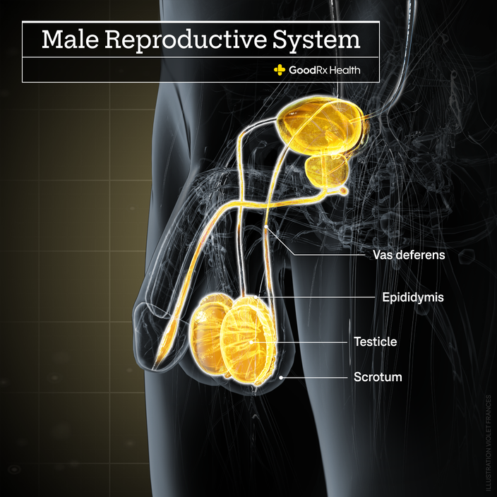 A 3D illustration of the male reproductive system highlighting the vas deferens, epididymis, testicle, and scrotum. 