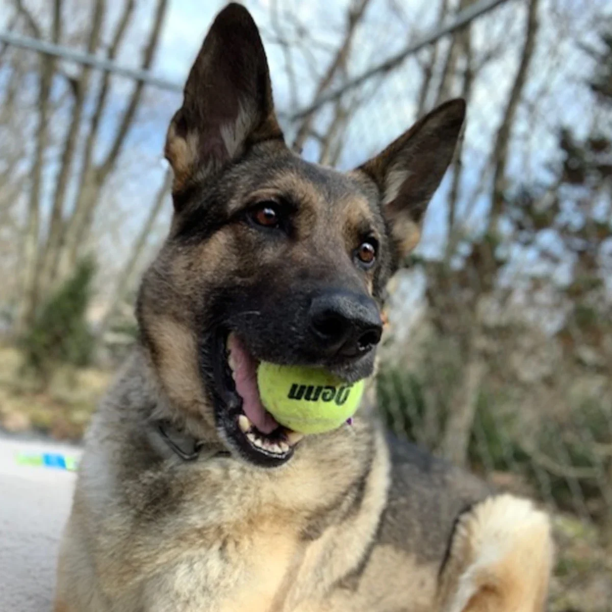 Olivee the German shepherd is pictured holding a tennis ball in her mouth.