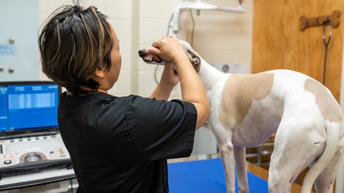 A vet is examining the teeth of a dog who is standing on an exam table. 