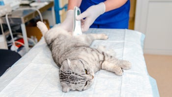 Cat: closeup shaving cats belly at vet 1490885071-