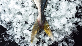 fish fin on ice-1047876748