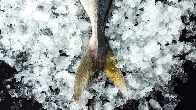 fish fin on ice-1047876748