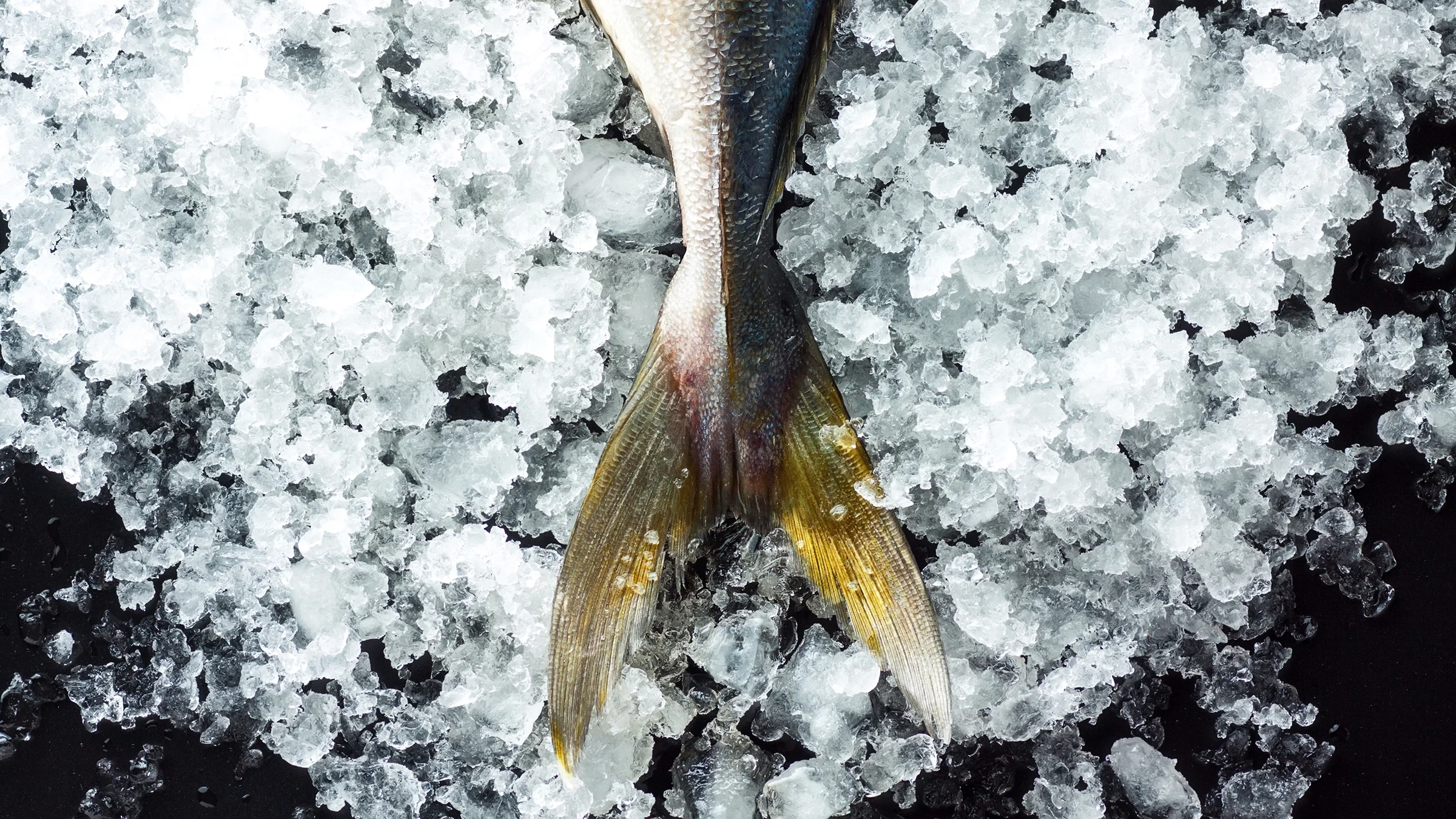 Cropped shot of a fish fin on ice.