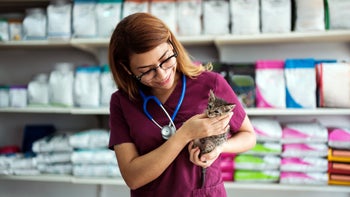 Cat: vet holding kitten 1345374244