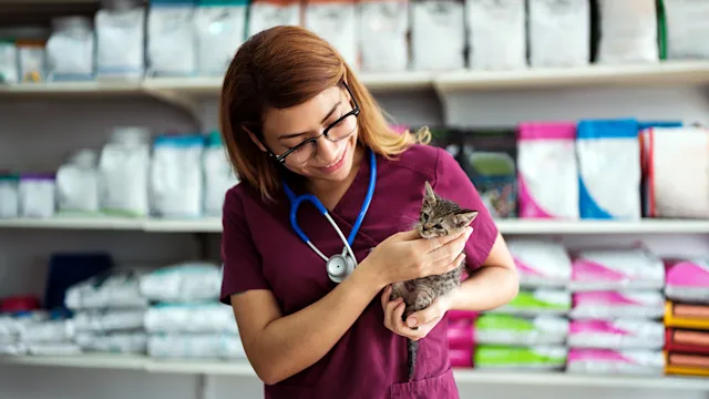 Cat: vet holding kitten 1345374244