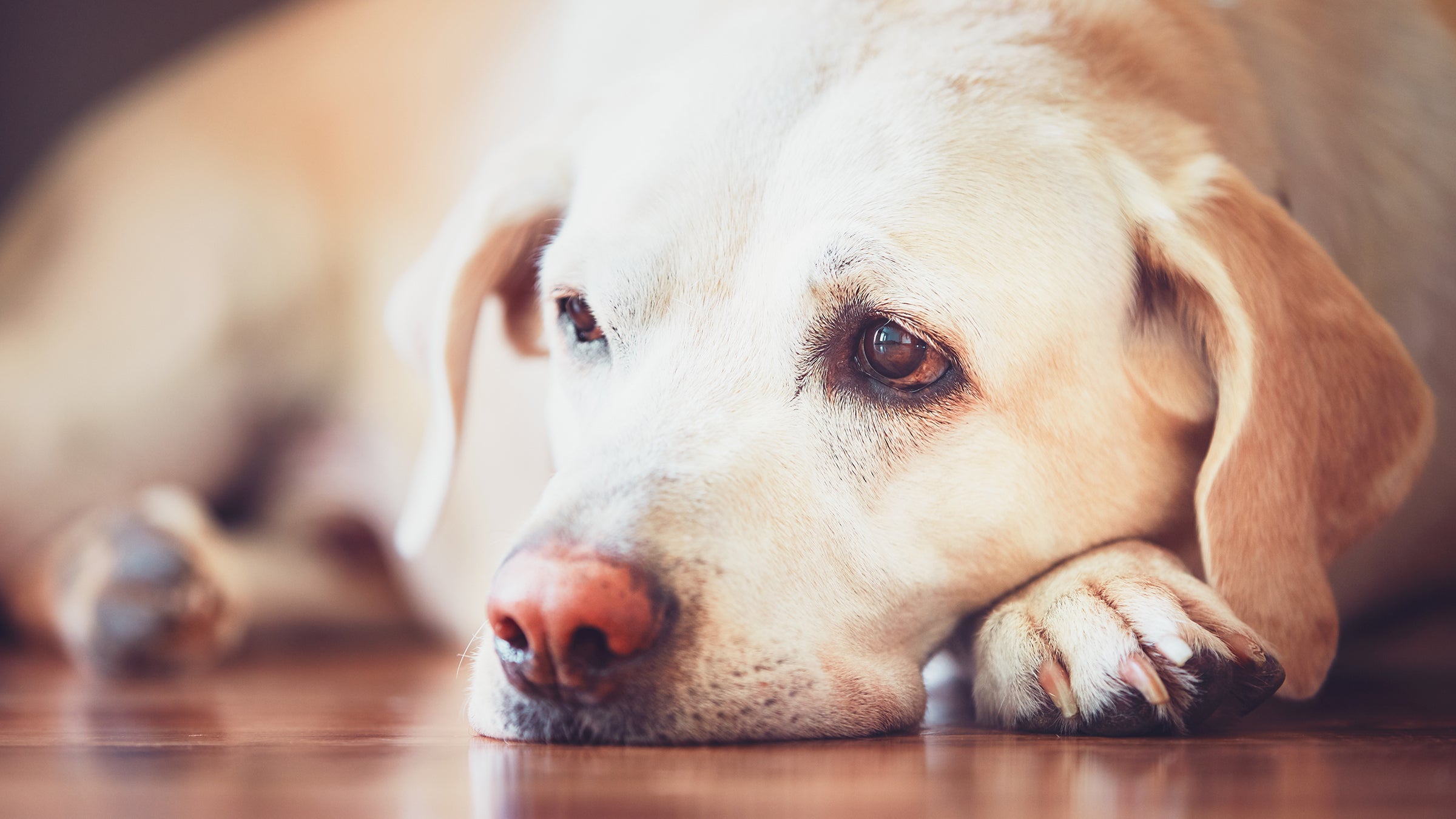 dog diarrhea prescription medications