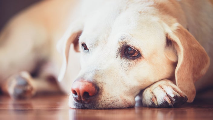 how long should diarrhea last in a dog