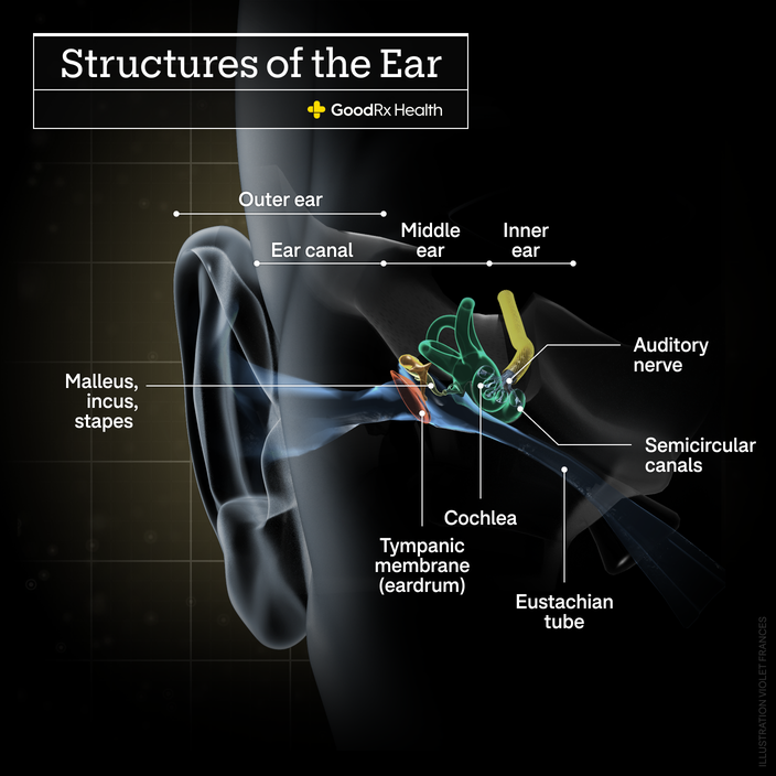 A 3D illustration of the structures of the ear including outer ear, ear canal, middle ear, inner ear, malleus, incus, stapes, tympanic membrane (eardrum), cochlea, eustachian tube, semicircular canals, and auditory nerve.