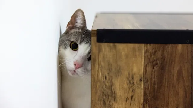 Cat: cat hiding between wall and shelf 1438202774