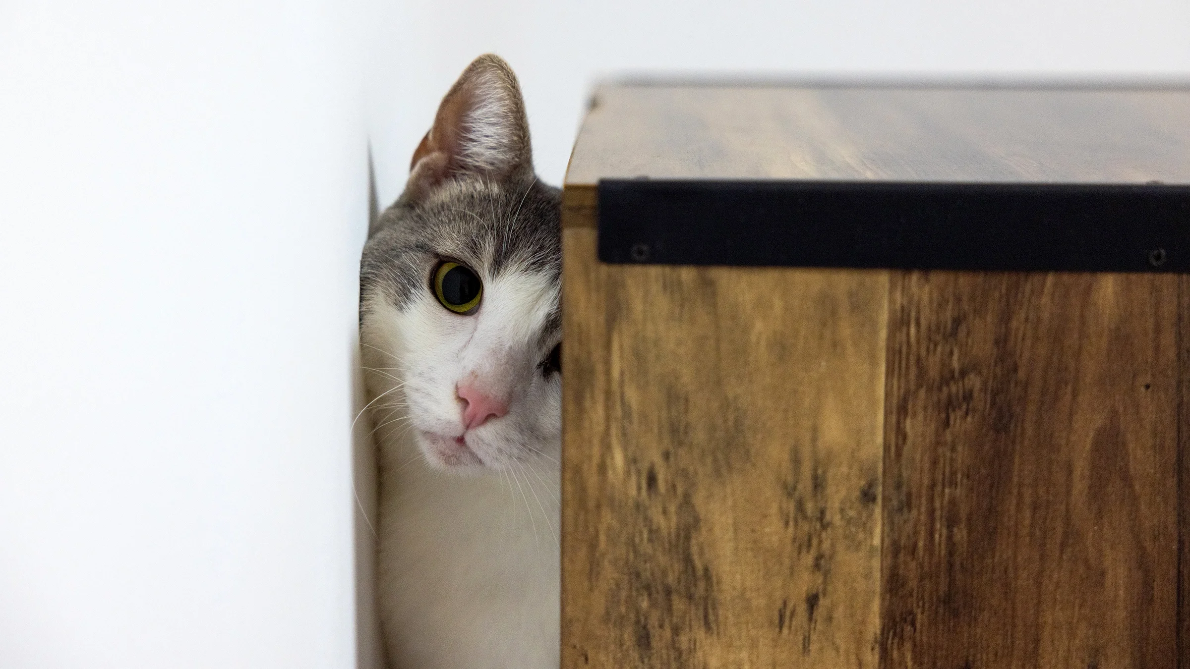 A cat hides between a wall and a shelf.