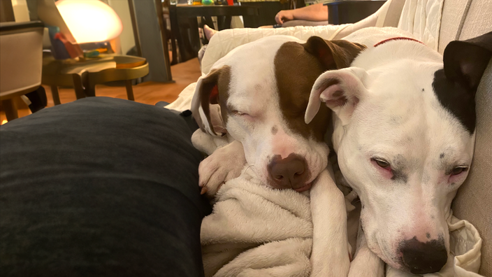 Brian Gregg’s dogs, Stella and Luna, are pictured cuddling on the couch. 