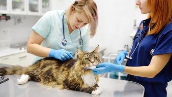 Cat: maine coon cat at vet checkup 2138411741