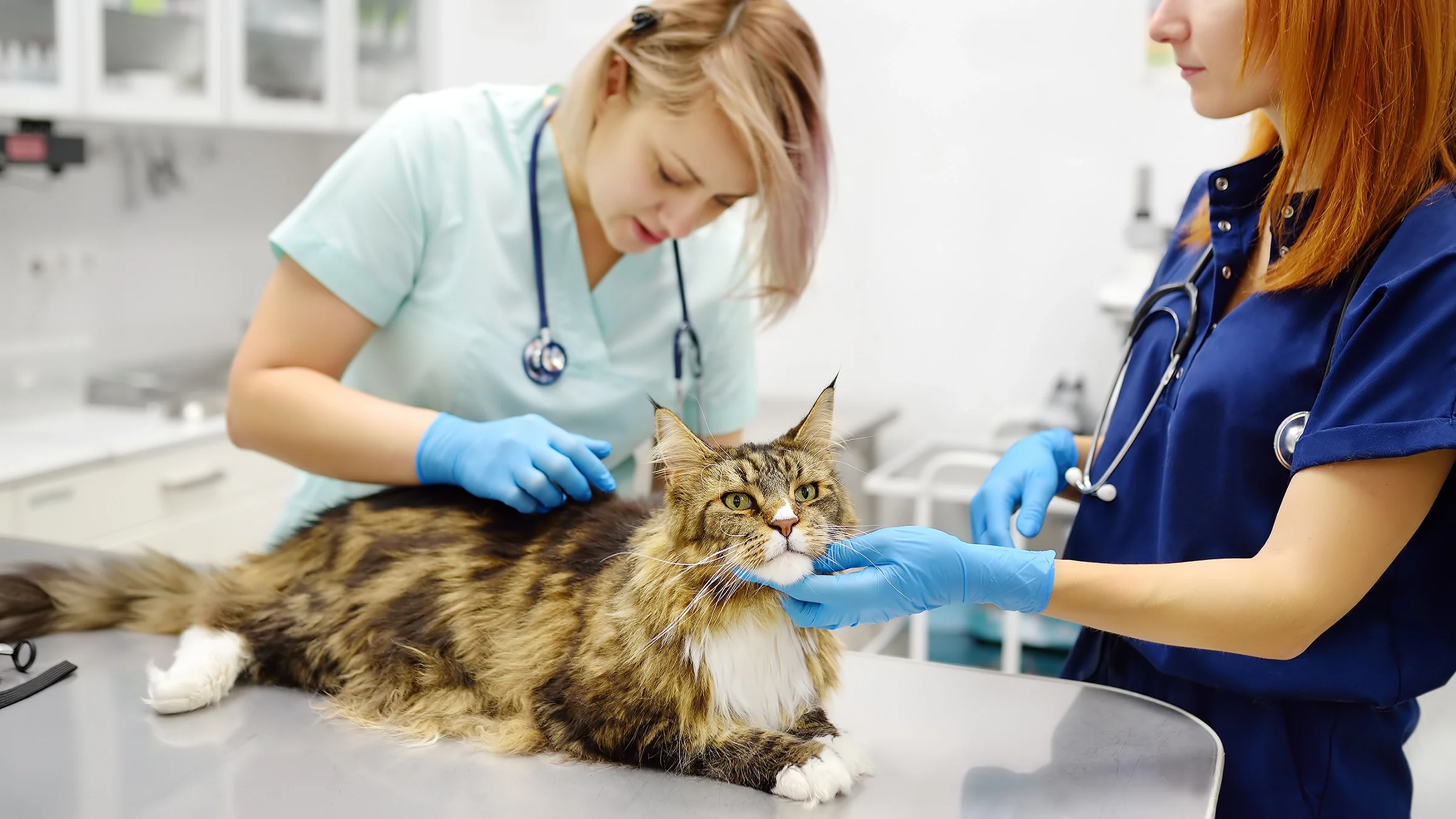 A Maine Coon cat at a vet checkup.