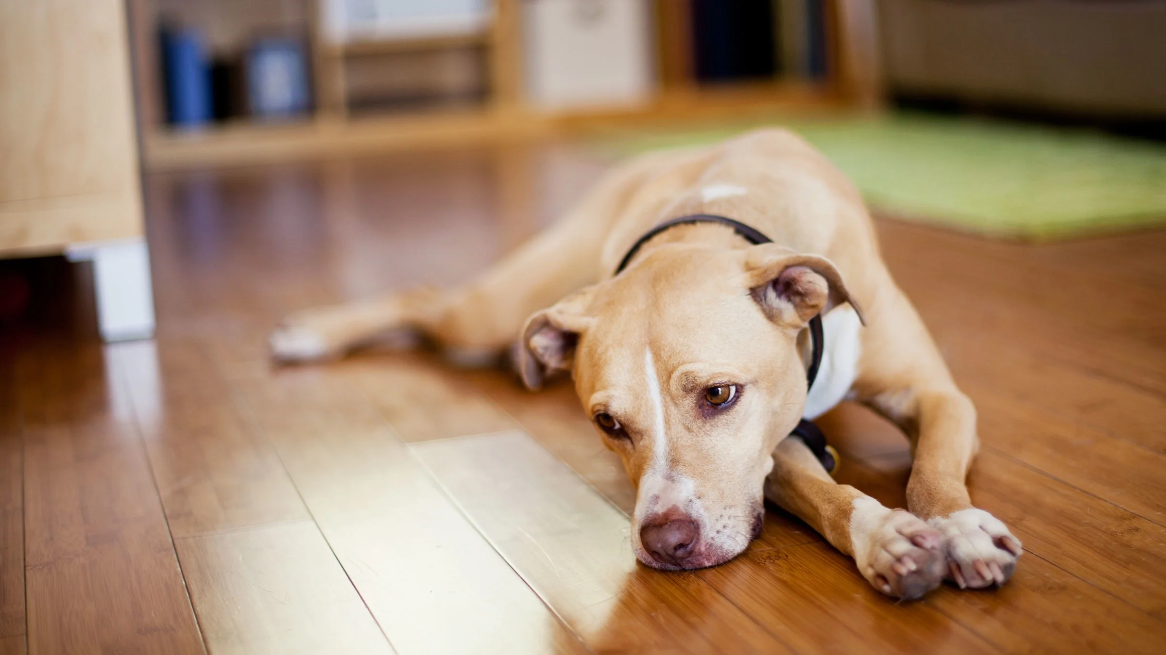 Pensive pitbull terrier dog laying on the floor.