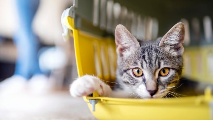 Cat sitting inside a pet carrier.