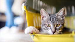 Cat sitting inside a pet carrier.
123ducu/iStock via Getty Images Plus