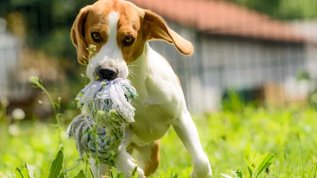 Health: Dog: beagle running with chew toy 953193142