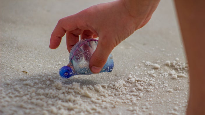 A cropped shot of someone picking up a jellyfish on the beach.
