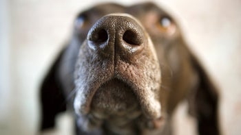 Dog: closeup dog nose 75403173