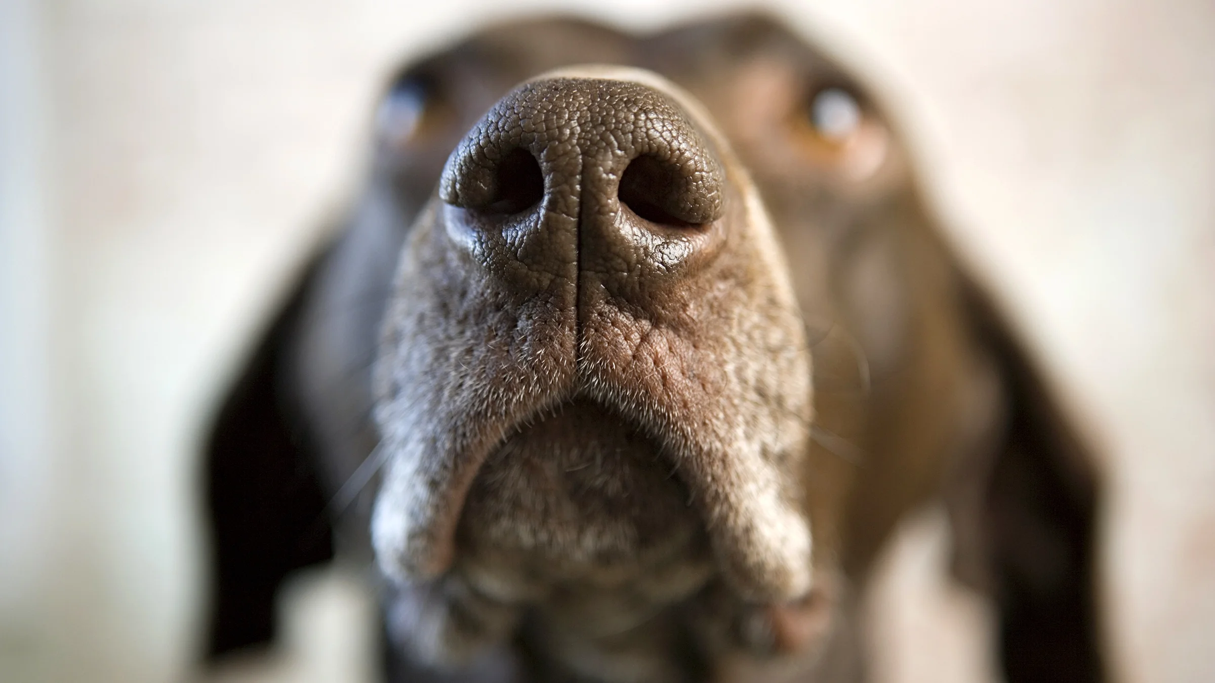 A close-up view of a pointer dog’s nose.