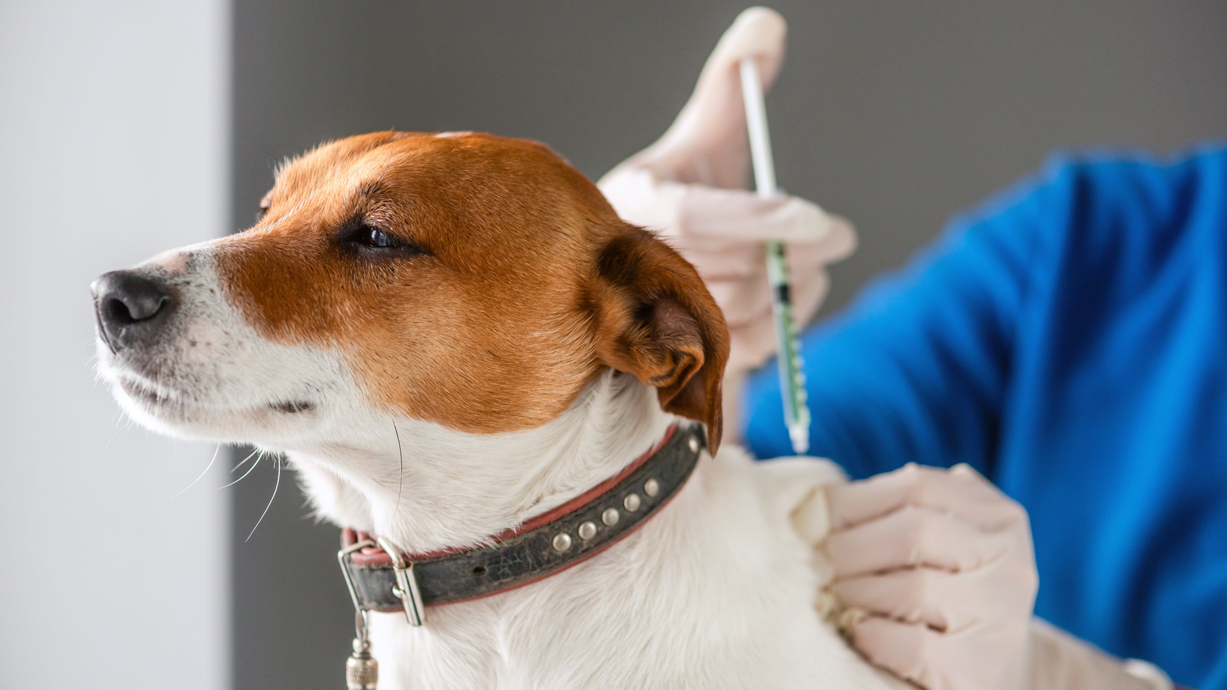 dog: closeup jack russel terrier injection 2159187960