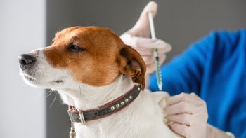 dog: closeup jack russel terrier injection 2159187960