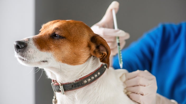 A close-up of a Jack Russell terrier receiving an injection.