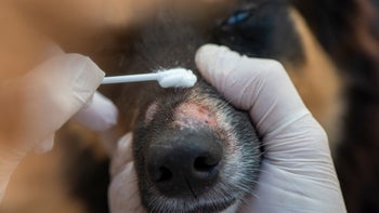 Dog: closeup applying ointment on dog nose 1298978637
