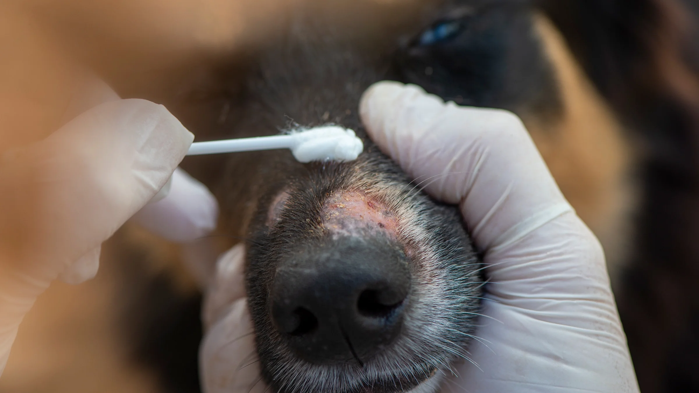 A veterinarian is applying ointment on a dog's nose in a close-up.