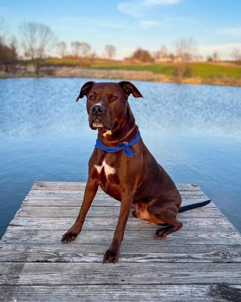 Samantha Robertson’s pit bull, Max, is pictured standing on a boat dock.