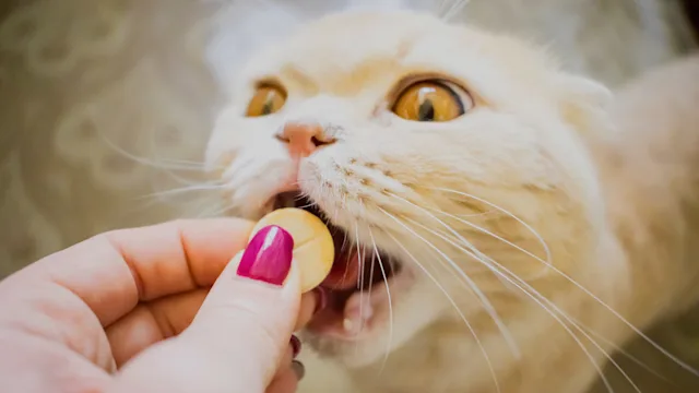 Cerenia for Cats: A Medication to Treat Nausea and Vomiting
