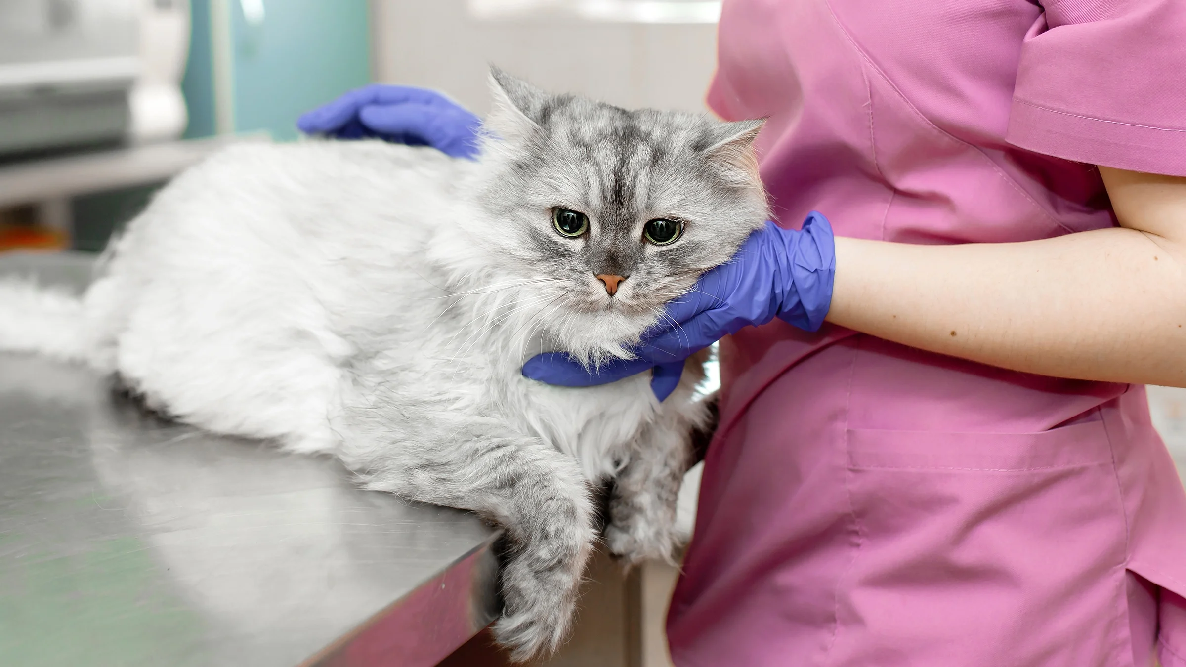 A veterinarian examines a gray cat on a table at an animal clinic.