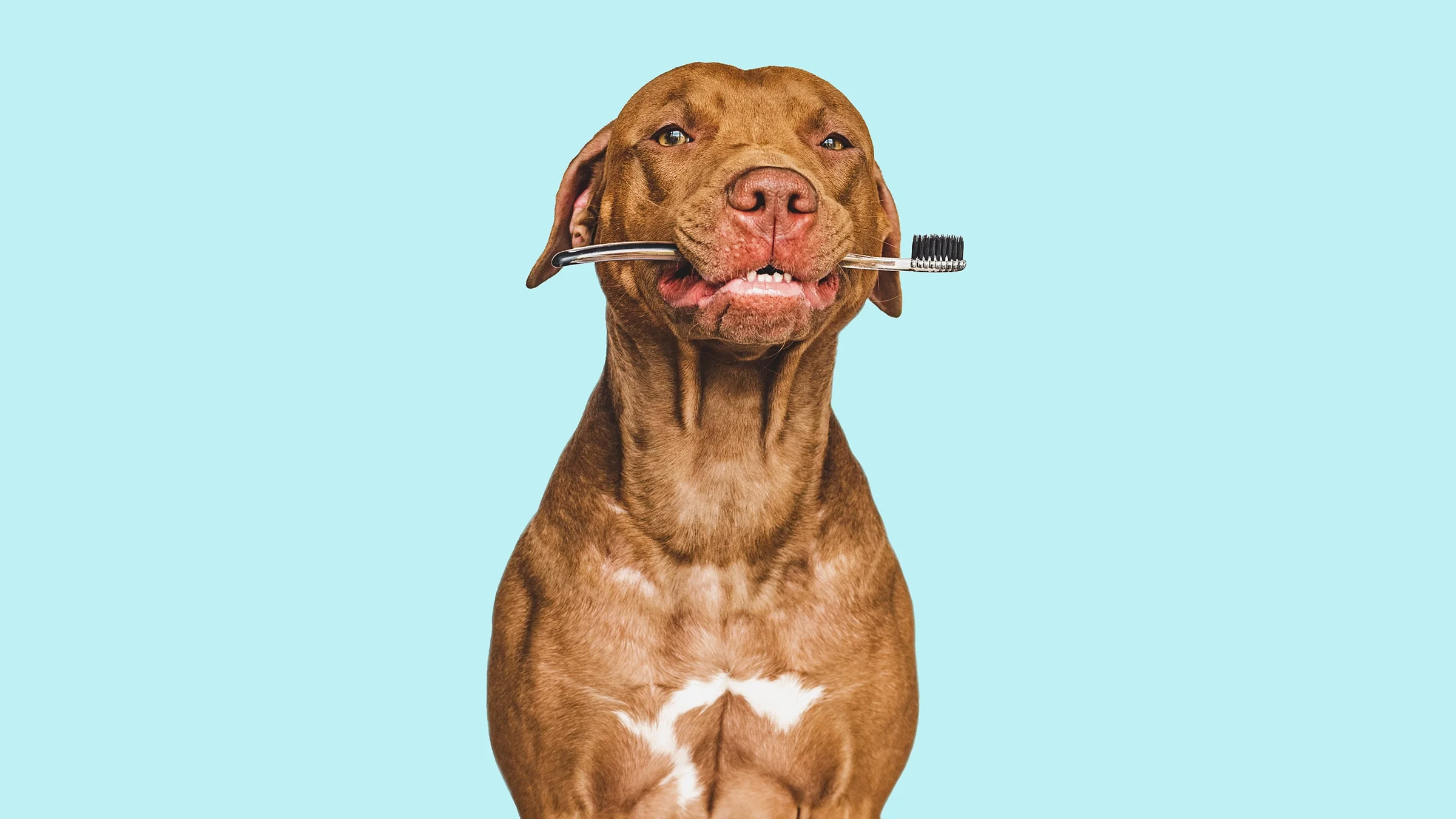 A brown dog with a toothbrush against a teal background.