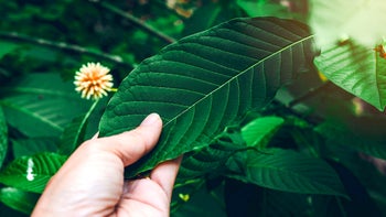 substance use: kratom: GettyImages 1080534430