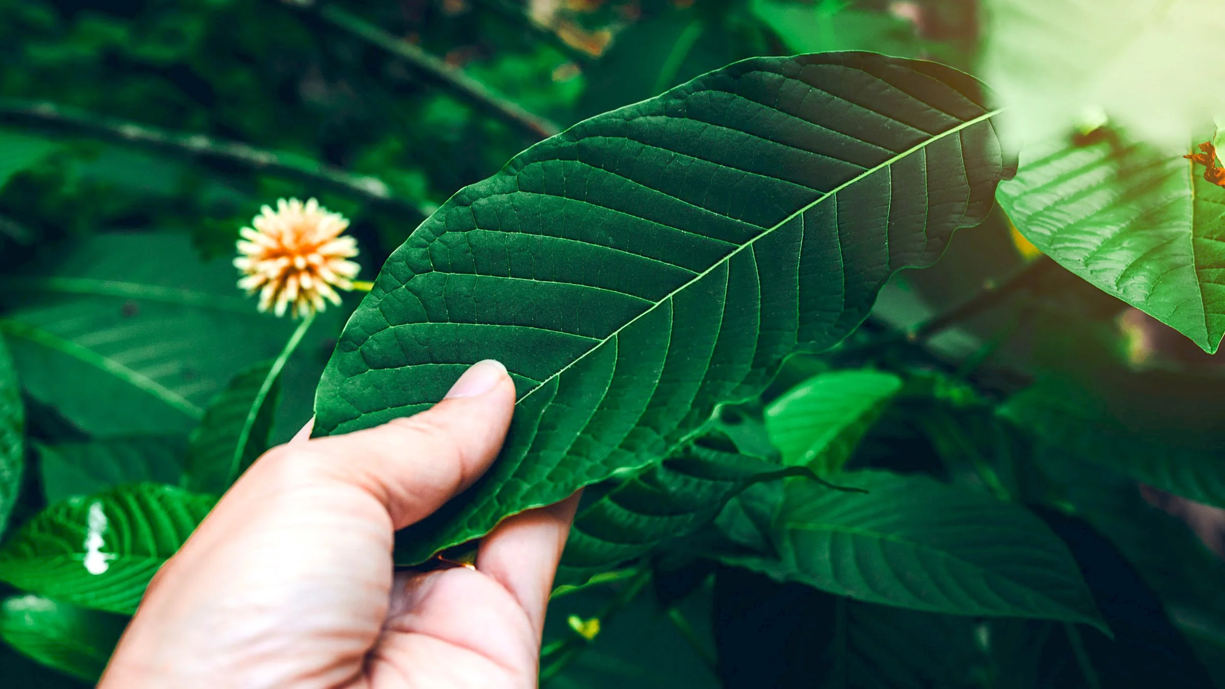 A hand holding a kratom leaf.